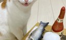 「夜道で見たら腰ぬかすｗ」テーブルの上に『魚とビールのぬいぐるみ…