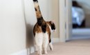 猫があなたに『しっぽで触れてくる』ときの心理5選　伝えたいことがあ…