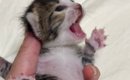 ぐったりして鳴きもしなかった子猫→保護から2週間…感動の『ビフォーア…