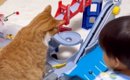 トミカに興味津々な猫→じっと眺めていると…男の子大爆笑の『まさかの…
