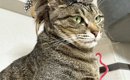 『猫をカッコよくするアイテム』を自作してみた結果…まさかの"雰…