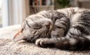猫が『最高に幸せ』だと感じる瞬間4つ　喜んでいるときのサインや満足…