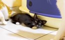 保護されて25日目の子猫→『先住猫たちがいる部屋』に連れて行くと…優…