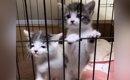 ケージの中にいる2匹の保護子猫→『ミルクの準備』をしていると…まさか…