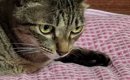 いつも猫に枕を取られるので『２つ用意』した結果…『予想外の光景』に…
