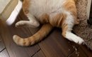 窓際にいる『猫』を見たら…想像以上に『酔っ払いのような光景』に笑っ…