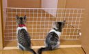 元気いっぱいな子猫たち→脱走防止のために柵を設置した結果…微笑まし…
