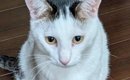 猫が２階のリビングまで運んできた『まさかの物』とは……笑ってしまう…