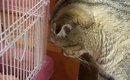 『急にハゲた猫』を病院へ連れて行ったら…ドクターが下した『衝撃の診…