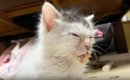 『離乳食を食べるのが下手だった子猫』が５年後…立派に成長した『現在…