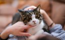 猫が飼い主に『頼みごと』をするときの仕草5選　気付いてあげたいサイ…