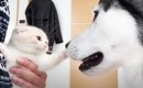 『ハスキー犬に育てられた子猫』は３年が経過すると…成長後の様子が感…