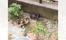 『家の敷地内で鳴いていた2匹の子猫』を保護した結果…2匹が迎えた『結…