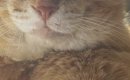 ほっぺが大きくて獣医に『病気』を疑われた元野良猫→詳しく診察すると…