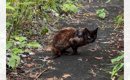 『片方の前足がない』いじめられていたボロボロの猫を保護したら…幸せ…