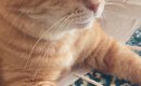 お土産の紙袋に入り込んだ猫→『目元』を見てみると…まさかの笑っちゃ…