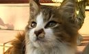 『おうちに入れて』家の前で鳴き続けるガリガリの子猫を保護…11年が経…
