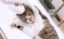 道端でうずくまっていた『瀕死の野良猫』が、4年後…まさかの姿に涙が…