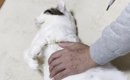 お父さんと添い寝する猫→撫でてもらっていると…あまりにも『赤ちゃん…