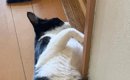 生まれて初めての『夏』を迎えた猫→廊下にいるところを見てみたら…『…