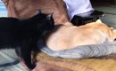 『お昼寝中の柴犬』のもとに『猫』がやってきた結果…笑ってしまう瞬間…