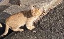 職場の駐車場で出会った『警戒心が強い子猫』を保護…涙あふれる『1か…
