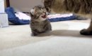 ママ大好きな子猫がママに拒絶されるようになって２年……胸が熱くなる…
