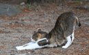 猫が『おしりを高く上げる』ときの理由5つ　気持ちの見分け方や上手な…