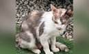 BBQをしている最中に現れた『ボサボサのやせ細った猫』を保護→５年後……