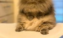 夕ご飯の支度中、そばにいた『愛猫の顔』を見たら……なんとも言えない…