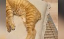 暑い夏、冷房の効いた涼しい部屋で猫が…とっても幸せそうな光景に癒さ…