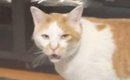 長く鳴いていた猫→鳴き終わった瞬間に『家族みんなで褒めてみた』結果…