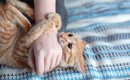猫があなたの『手を攻撃してくる』ときの理由5選　襲いかかってくる心…