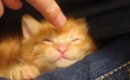 4匹の子猫→1匹ずつ寝かしつけてクッションに移動させると…笑ってしま…