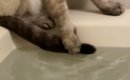 湯船に『しっぽ』が浸かってしまったことに『気づいた猫』…『まさかの…