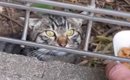 庭に住み着いた『警戒心が強い野良猫』→少しずつ距離を縮めた結果…出…