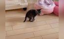部屋を探索している子猫に『おいで』と声をかけると…泣けるほど尊い光…
