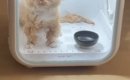 ドライヤーハウスの中に入れられた猫→顔を見てみたら…まさかの『表情…