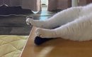 冷房の効いた部屋→机の上を見ると、『猫』が…お手本のようなくつろぎ…