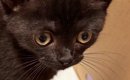 不動産屋に『猫の飼育申請』をしたら、結果は『否認』…まさかの『受理…