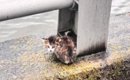 川沿いで必死に鳴いていた『小さな子猫』…保護されてからの『40日間の…