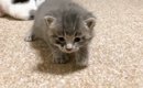 保護された赤ちゃん猫→よちよち歩きで近づいてくると…涙が出るほど『…