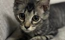 毛が短かった子猫→成長して、想像以上に『毛が伸びた』結果…２年後の…