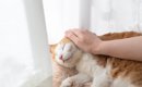 愛猫が『亡くなる前』にしてあげたいこと4選　残された時間で飼い主が…