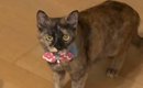 静かに立っている1匹の猫→"すぐ横"を見てみたら…『事件現場…