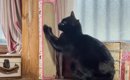 ご機嫌なところを目撃された黒猫…『人間すぎる反応』が笑えると39万80…