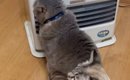 寒い冬の朝、ストーブの前に行くと『猫たち』が……想定外の『微笑まし…