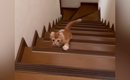 よちよちと階段をのぼっていた小さな子猫→『２年後の様子』を見ると……