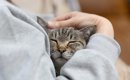 猫が『大好きな人』だけにする行動5つ　心を許しているサインや愛情の…