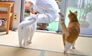 ６匹の愛猫のためにDIYをした結果→かわるがわる様子を見に来て…あまり…